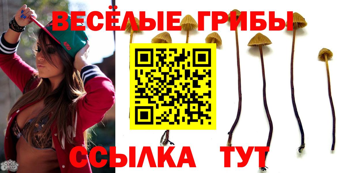 Галлюциногенные грибы Psilocybe Санкт-Петербург